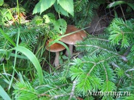 август, грибы, сосновые лапы, нумерологический прогноз на каждый день
