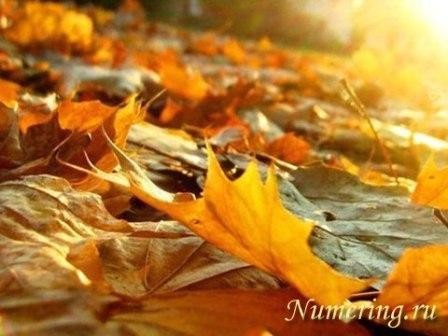 осень, сентябрь, листья, нумерологический прогноз на сентябрь